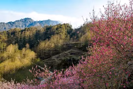 Hà Giang là một trong những điểm ngắm hoa anh đào tuyệt đẹp ở châu Á - Thái Bình Dương