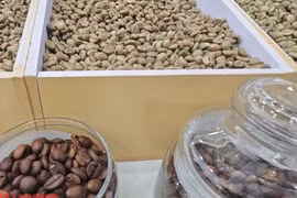 Giá cà phê hôm nay 23-5: Bốc hơi mạnh 3 con số