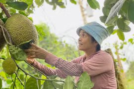 Mô hình vườn cây đa canh của gia đình bà Nguyễn Thị Vui mang lại hiệu quả kinh tế cao.