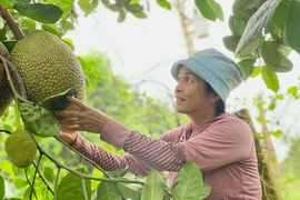 Mô hình vườn cây đa canh của gia đình bà Nguyễn Thị Vui mang lại hiệu quả kinh tế cao.