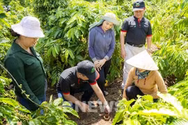 Đắk Nông công nhận 3 vùng sản xuất nông sản tập trung, ứng dụng công nghệ cao