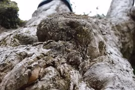 Về Đất Tổ nghe chuyện cây nghìn năm tuổi - Bài 1: Cây táu bạc hơn hai nghìn năm