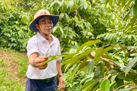 Thành viên HTX Dịch vụ nông nghiệp Ia Tô (xã Ia Tô, huyện Ia Grai) mong muốn được hỗ trợ, kết nối tiêu thụ nông sản. Ảnh: H.D