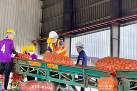 Kiểm nghiệm dịch chanh dây trước khi đưa vào sản xuất tại Công ty TNHH Quicornac. Ảnh: V.T