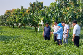 PHÁT TRIỂN CÂY LẠC TRÊN ĐẤT SẢN XUẤT KÉM HIỆU QUẢ - GIẢI PHÁP PHÁT TRIỂN BỀN VỮNG