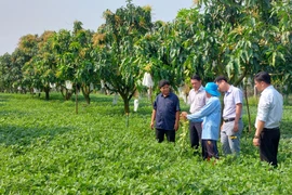 PHÁT TRIỂN CÂY LẠC TRÊN ĐẤT SẢN XUẤT KÉM HIỆU QUẢ - GIẢI PHÁP PHÁT TRIỂN BỀN VỮNG