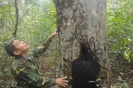 Người giữ rừng cả thế giới biết tên