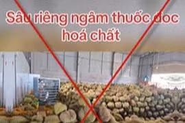 Xử lý thông tin sai sự thật về sầu riêng nhúng hóa chất