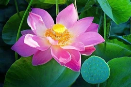 Những mùa sen 
