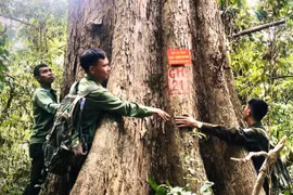 Bám rừng giữ “báu vật” giáng hương