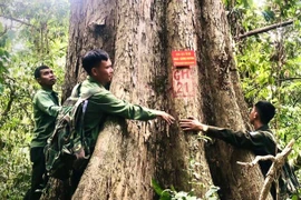 Bám rừng giữ “báu vật” giáng hương