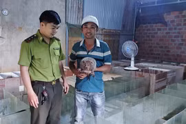 Lực lượng Kiểm lâm kiểm tra trại nuôi dúi mốc sinh sản của ông Lê Thanh Tuấn (bìa phải, xã Diên Phú, TP. Pleiku). Ảnh: N.D
