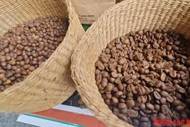 Giá cà phê hôm nay 26-3: Bật tăng mạnh mẽ