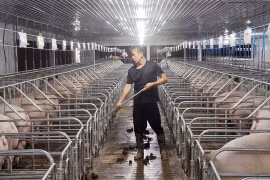 Kiểm soát mật độ chăn nuôi để phát triển bền vững