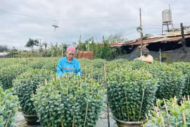 Bà Tô Thị Hương (tổ 3, phường Thắng Lợi, TP. Pleiku) chăm sóc hoa cúc để bán trong dịp Tết Nguyên đán 2025. Ảnh: H.T