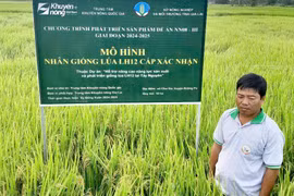 Krông Pa kỳ vọng giống lúa LH12