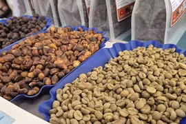 Giá cà phê hôm nay 20-5: Lấy lại đà tăng, kỳ hạn Robusta tăng 3 con số