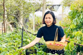 Thu nhập cao từ mô hình trồng dâu tây kết hợp du lịch sinh thái