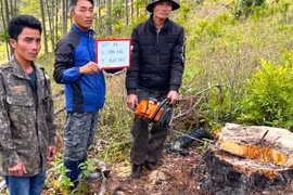 Lâm Đồng: 3 người bị bắt vì chặt 31 cây thông