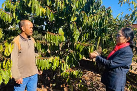 Ông Roi-Trưởng ban Công tác Mặt trận làng Bông Phun trao đổi kinh nghiệm trồng cà phê với bà Lý Thị Vỵ-Bí thư Chi bộ làng. Ảnh: P.D