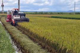 Năng suất và giá lúa trà sớm giảm, nông dân kém vui