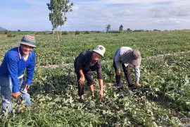 Dưa hấu mất mùa mất giá, nông dân lỗ nặng bỏ dưa cho bò ăn