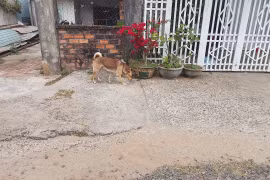 Gia Lai: Bé gái tử vong và 10 người phơi nhiễm sau khi bị chó dại cắn