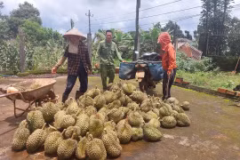 Nông dân xã Chư Prông chuyển diện tích hồ tiêu chết sang trồng sầu riêng mang lại giá trị kinh tế cao.