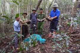 Các lực lượng chức năng thả 4 cá thể động vật nguy cấp, quý hiếm về môi trường tự nhiên tại Vườn quốc gia Kon Ka Kinh.