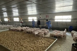 Giá heo hơi tăng cao, người chăn nuôi phấn khởi.