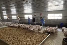 Giá heo hơi tăng cao, người chăn nuôi phấn khởi.