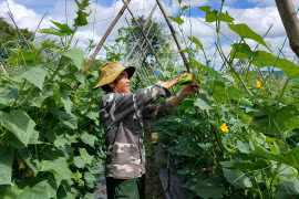 Dù giá rau các loại đều tăng, song người trồng rau khu vực Tây Gia Lai kém vui bởi năng suất rau giảm mạnh do mưa kéo dài.