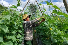 Dù giá rau các loại đều tăng, song người trồng rau khu vực Tây Gia Lai kém vui bởi năng suất rau giảm mạnh do mưa kéo dài.