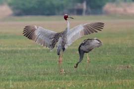 Nỗ lực bảo tồn sếu quý: Thái Lan phục hồi sếu như thế nào?