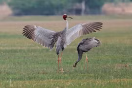 Nỗ lực bảo tồn sếu quý: Thái Lan phục hồi sếu như thế nào?