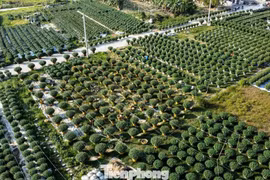 Ngập sắc xuân trên những cánh đồng hoa trước Tết