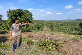 Giấc mơ của những người tha hương 