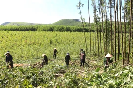 Mưu sinh trên những cánh rừng