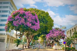 Pleiku, miền nhớ...