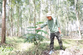 Thêm cơ hội phát triển rừng gỗ lớn 