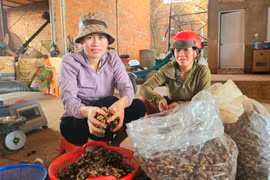  Người dân xã Ia Tiêm đi nhặt xác ve sầu bán kiếm thêm thu nhập 