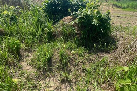 Xã Ya Hội tìm thân nhân 2 ngôi mộ cần di dời để thi công cao tốc Quy Nhơn-Pleiku