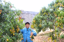 Vải ngọt đầu mùa ở Kbang. Ảnh: Ngọc Minh