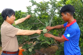 Sống khỏe nhờ trồng mãng cầu, nhãn trái vụ. Ảnh: Ngọc Minh