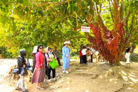 Kỳ thú mùa dâu da ở xã Cửu An. Ảnh: Ngọc Minh