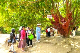 Kỳ thú mùa dâu da ở xã Cửu An. Ảnh: Ngọc Minh