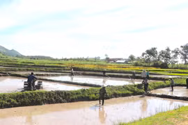 Mùa gieo sạ trên cánh đồng Đê Bar. Ảnh: Ngọc Minh