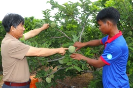 Sống khỏe nhờ trồng mãng cầu, nhãn trái vụ. Ảnh: Ngọc Minh