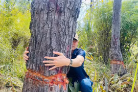 Cây rừng tự nhiên có đường kính thân lớn bị ken. Ảnh: T.D