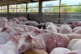 Gia Lai: Phát hiện hơn 200 con heo nhiễm dịch tả châu Phi